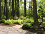 Grassy forest pathway